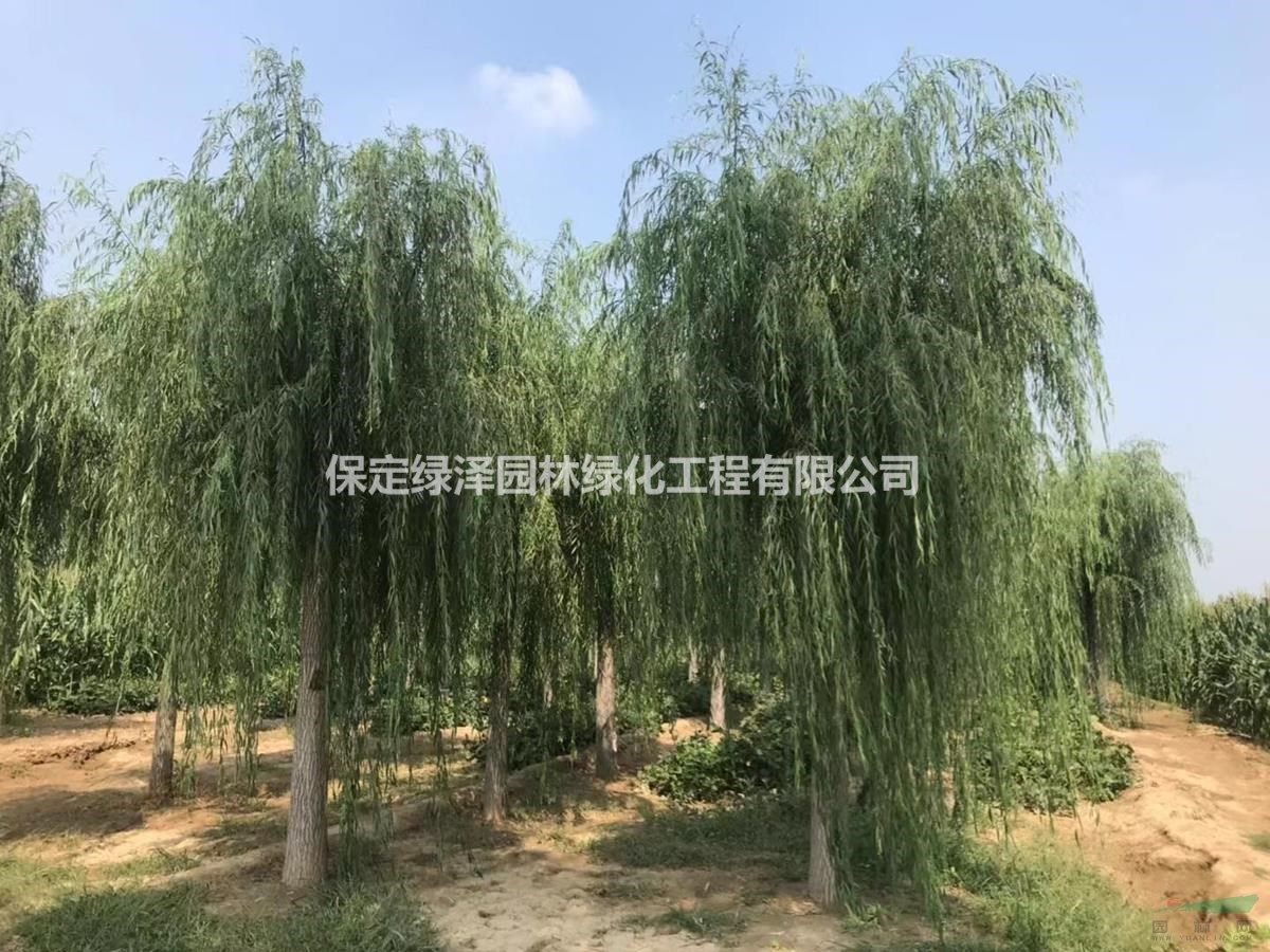 河南適合種植垂柳嗎 垂柳種植基地 垂柳圖片-價格
