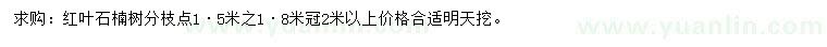 求購冠2米以上紅葉石楠