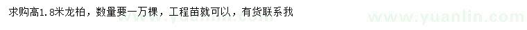 求購高1.8米龍柏