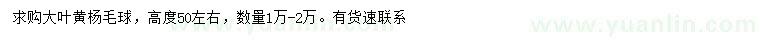 求購高50左右大葉黃楊球