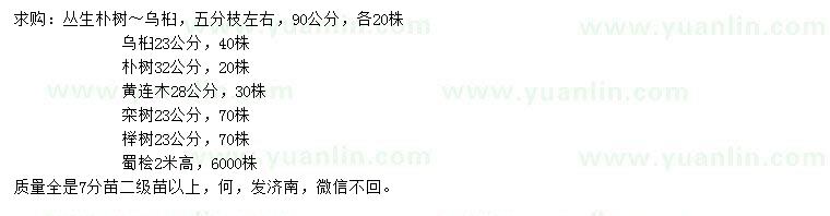 求購烏桕、樸樹、黃連木等