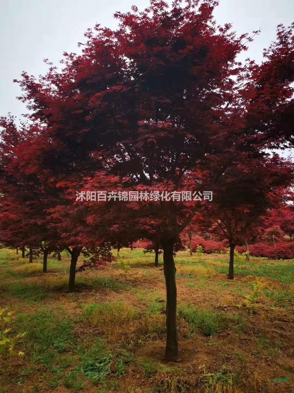 江蘇紅楓/江蘇沭陽紅楓價(jià)格/報(bào)價(jià)