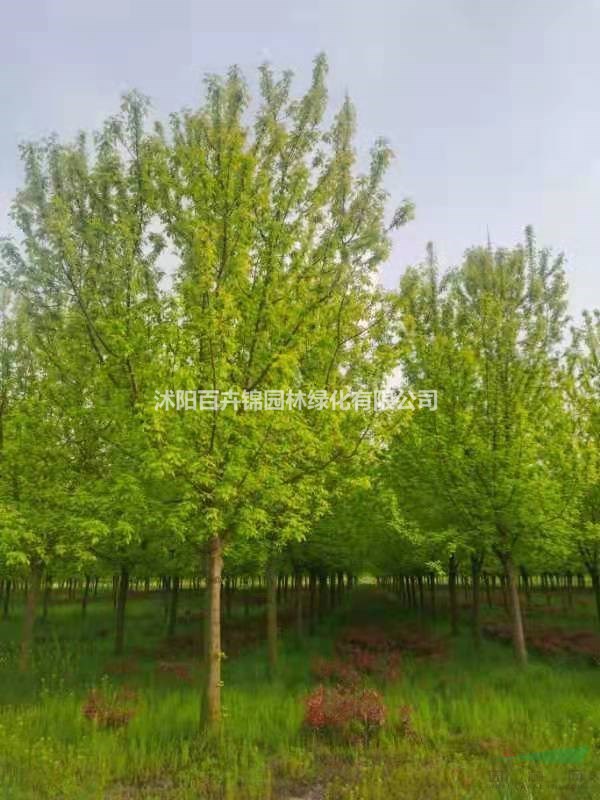 沭陽金葉復葉槭行情報價/沭陽金葉復葉槭圖片展示