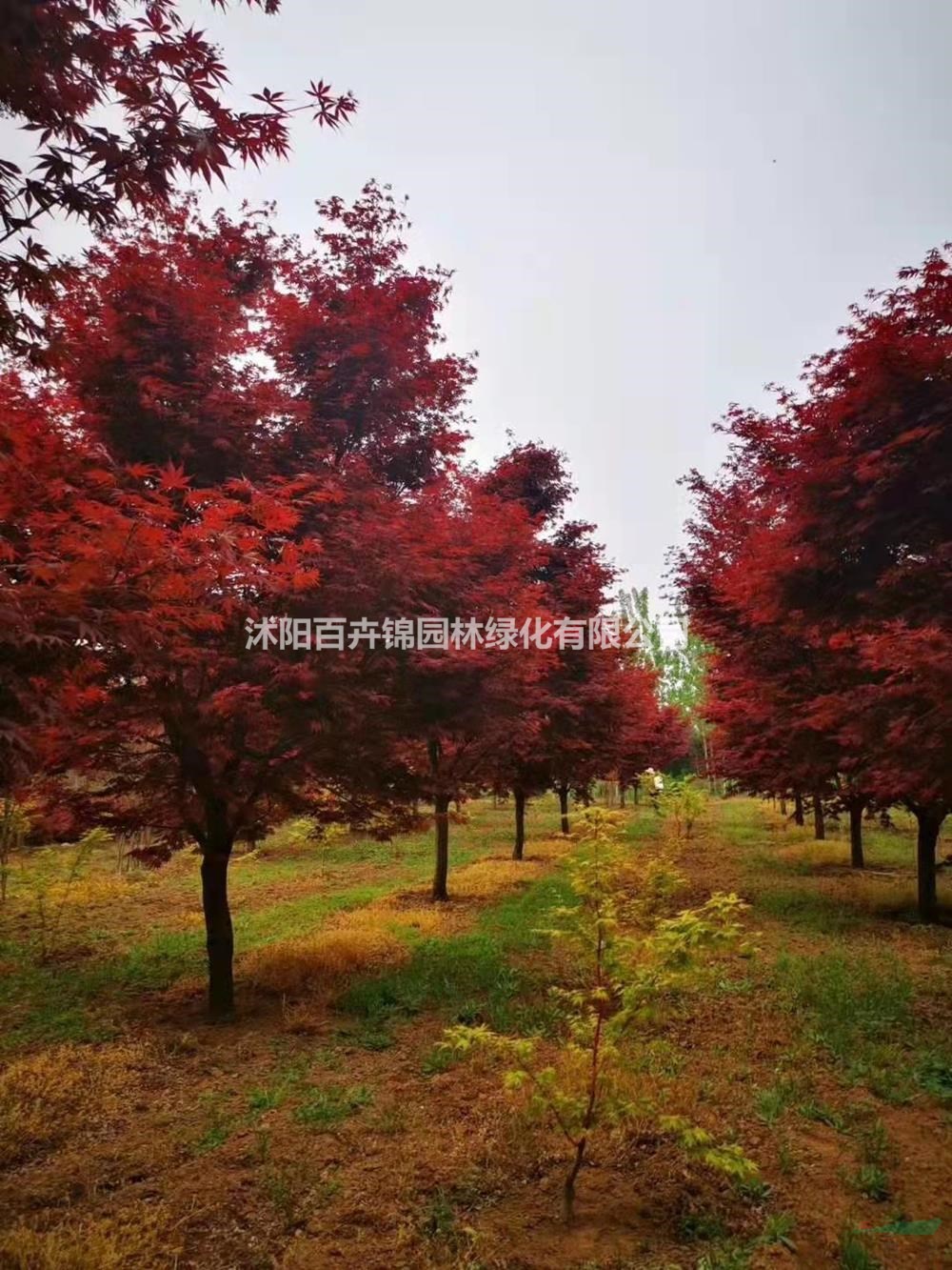 江蘇沭陽紅楓行情報價/江蘇沭陽紅楓圖片展示