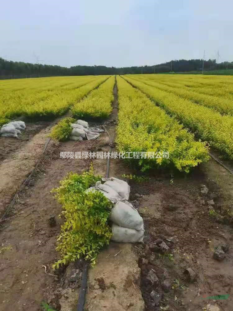 河南金葉女貞營養(yǎng)杯苗 金葉女貞小苗哪里好/哪家便宜