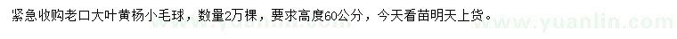 求購高60公分大葉黃楊球