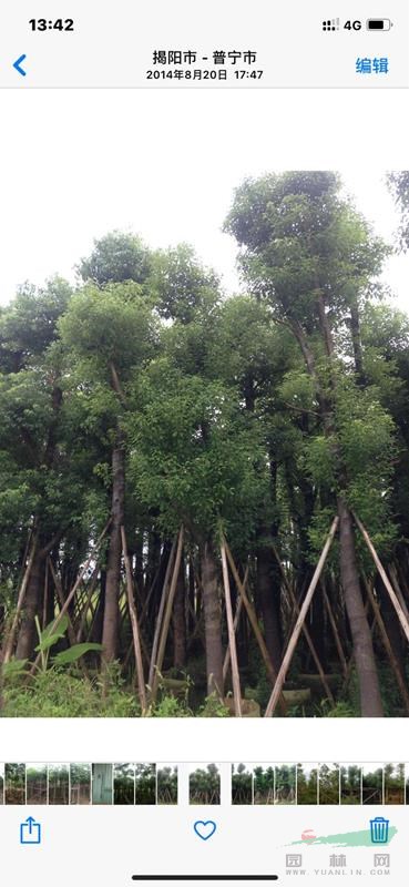 廣東香樟袋苗大量供應