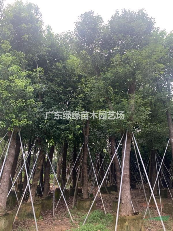廣東香樟袋苗大量供應