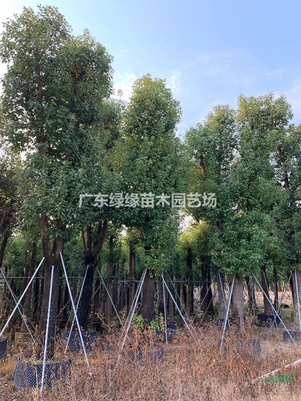 廣東香樟袋苗大量供應