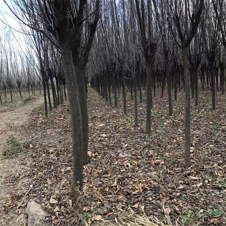 3-5公分直径裸根截杆红叶李休眠期移植成活率好