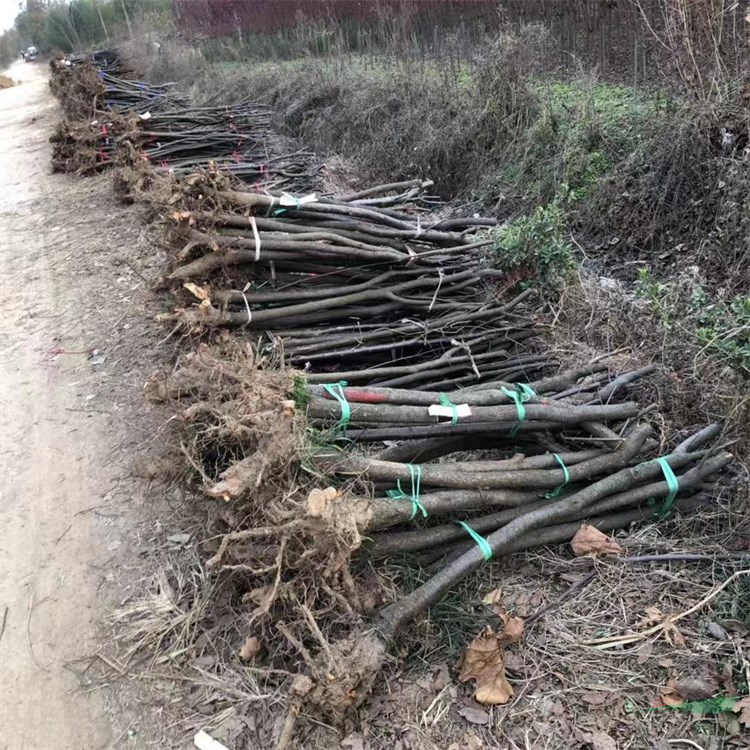 3-5公分直径裸根截杆红叶李休眠期移植成活率好