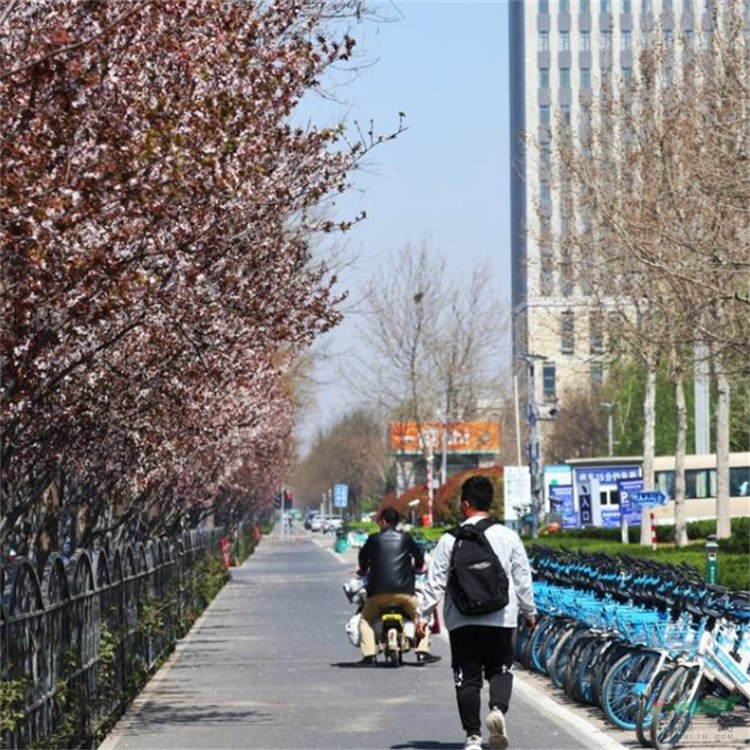 3-5公分直径裸根截杆红叶李休眠期移植成活率好