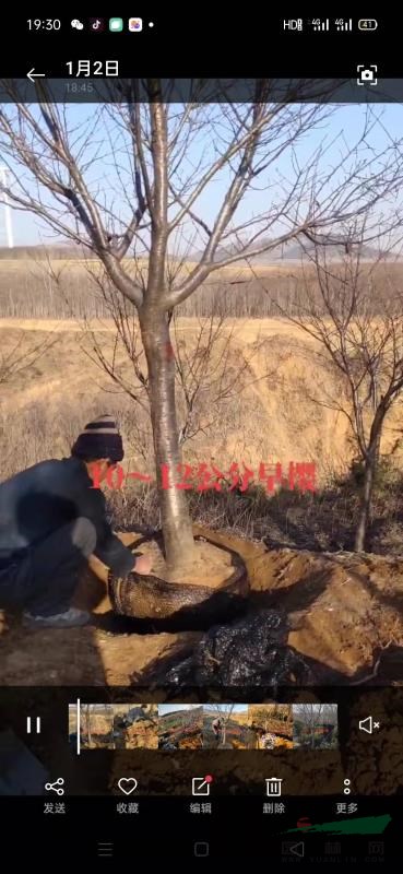 本基地本基地有很多9公分早櫻批發(fā) 青島9公分早櫻 山東9公分