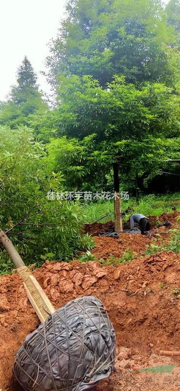 常年供應(yīng)10-18公分楠木