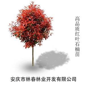 出售 高桿紅葉石楠、桂花