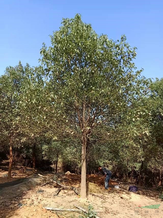 這是自家基地的香樟實拍圖片 本基地還有很多香樟小苗批發(fā)