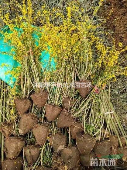 連翹基地連翹價格叢生連翹