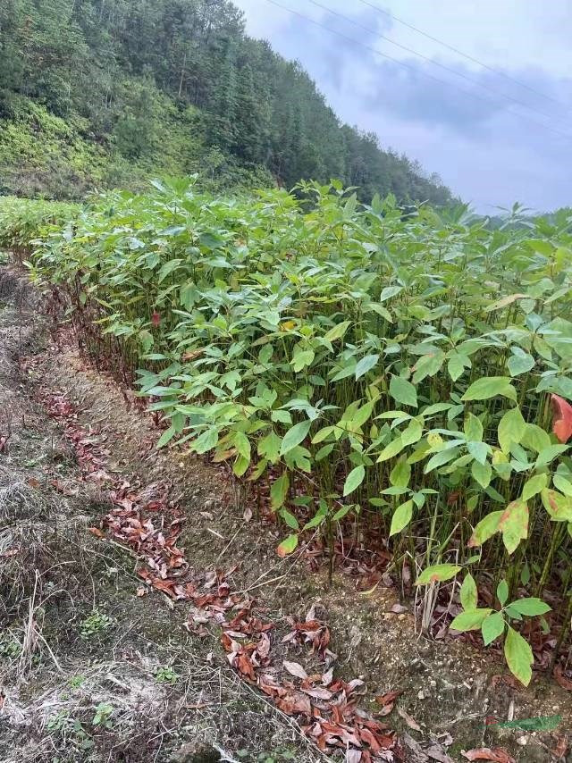 九江專業(yè)檫木小苗基地  檫木小苗報價 優(yōu)質(zhì)檫木小苗