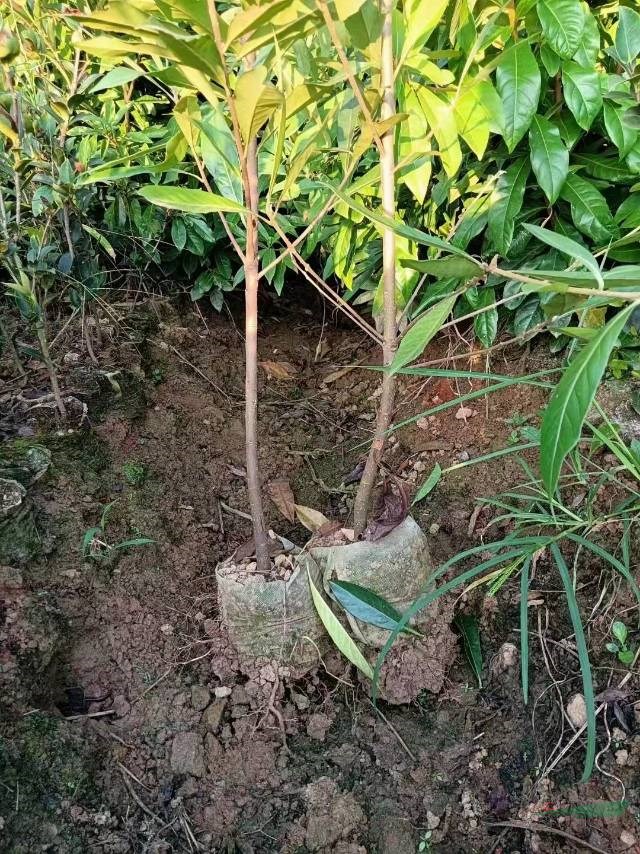 今年本基地有很多的綠化小苗大量批發(fā) 大量木荷小苗批發(fā)