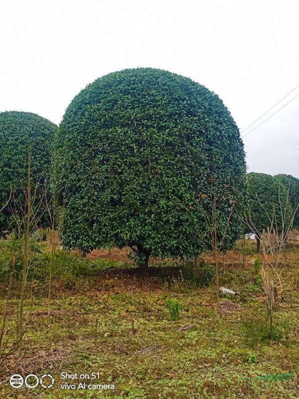 桂花樹
