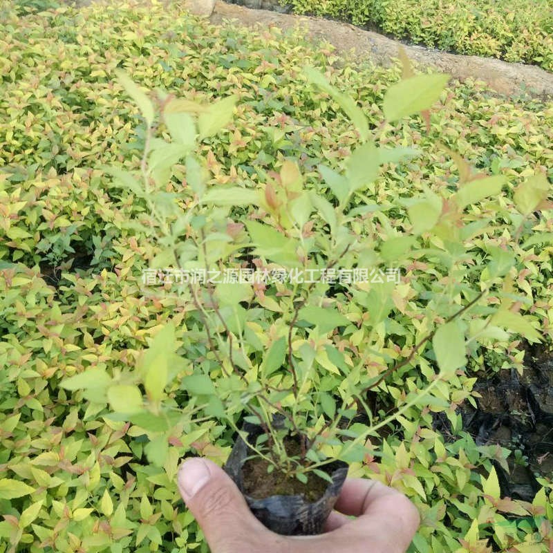 供應(yīng)多品種繡線菊-菊花紅繡線菊-金焰繡線菊