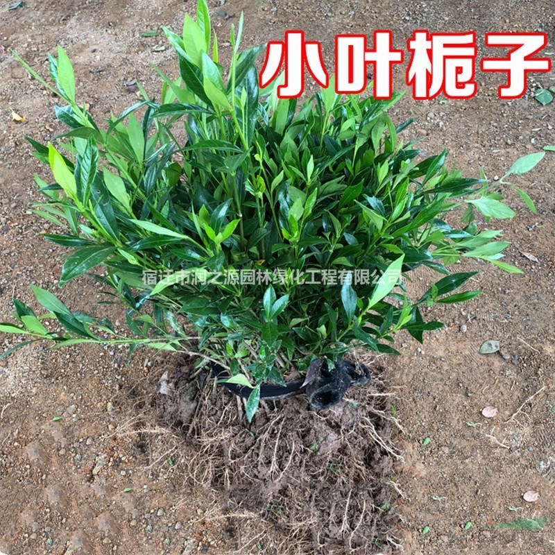 供應(yīng)梔子花 梔子花基地