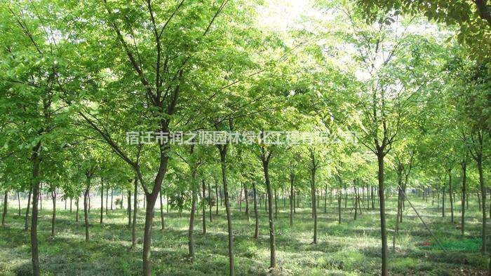 大量供應(yīng)櫸樹苗 紅櫸 規(guī)格齊全