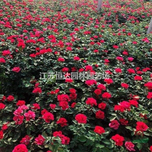 紅帽月季價(jià)格_紅帽月季產(chǎn)地_紅帽月季綠化苗木苗圃基地