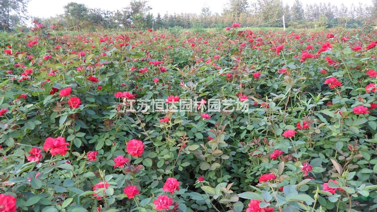 豐花月季 精品豐花月季小苗 豐花月季小杯苗 
