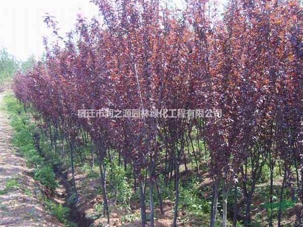 大量各种规格供应紫叶李-红叶李苗木