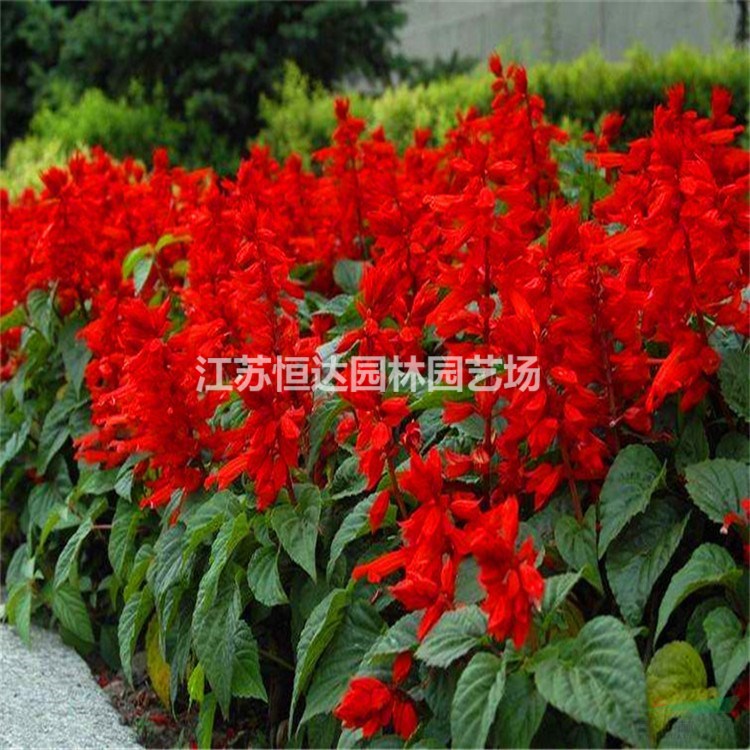 一串紅出售，一串紅價(jià)報(bào)價(jià)，一串紅價(jià)格