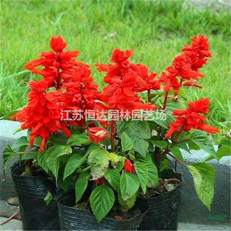 一串紅出售，一串紅價(jià)報(bào)價(jià)，一串紅價(jià)格