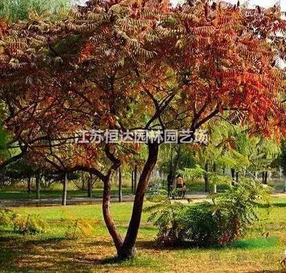 火炬樹批發(fā)、火炬樹種植基地長期供應(yīng)火炬樹苗
