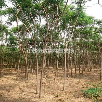 火炬樹批發(fā)、火炬樹種植基地長期供應(yīng)火炬樹苗