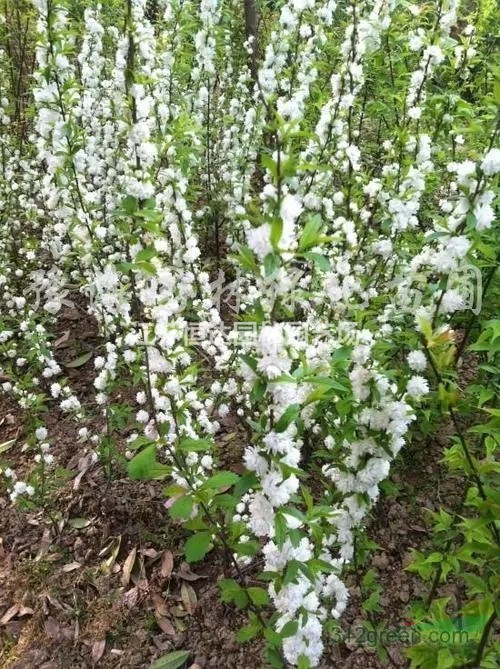 珍珠梅·珍珠梅圖片·珍珠梅種植基地