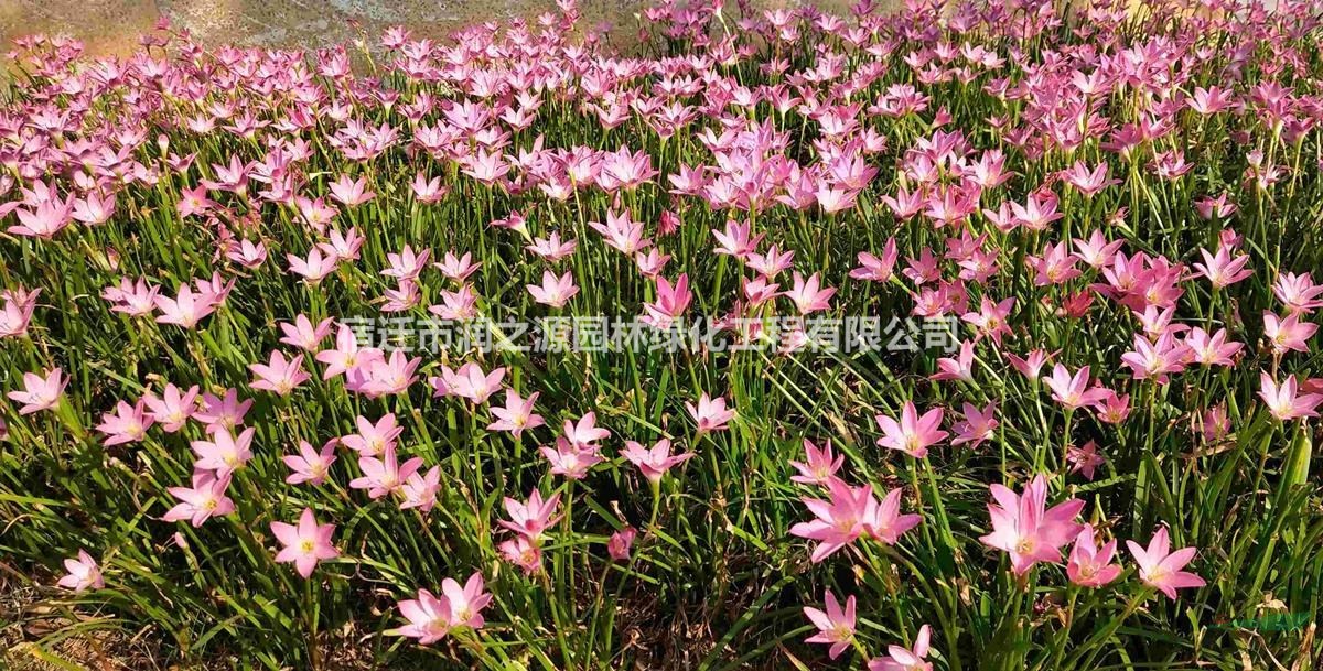 供應蔥蘭-蔥蘭草價格