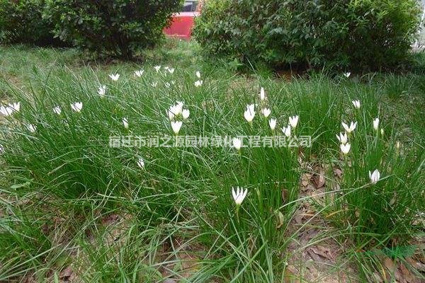 供應蔥蘭-蔥蘭草價格