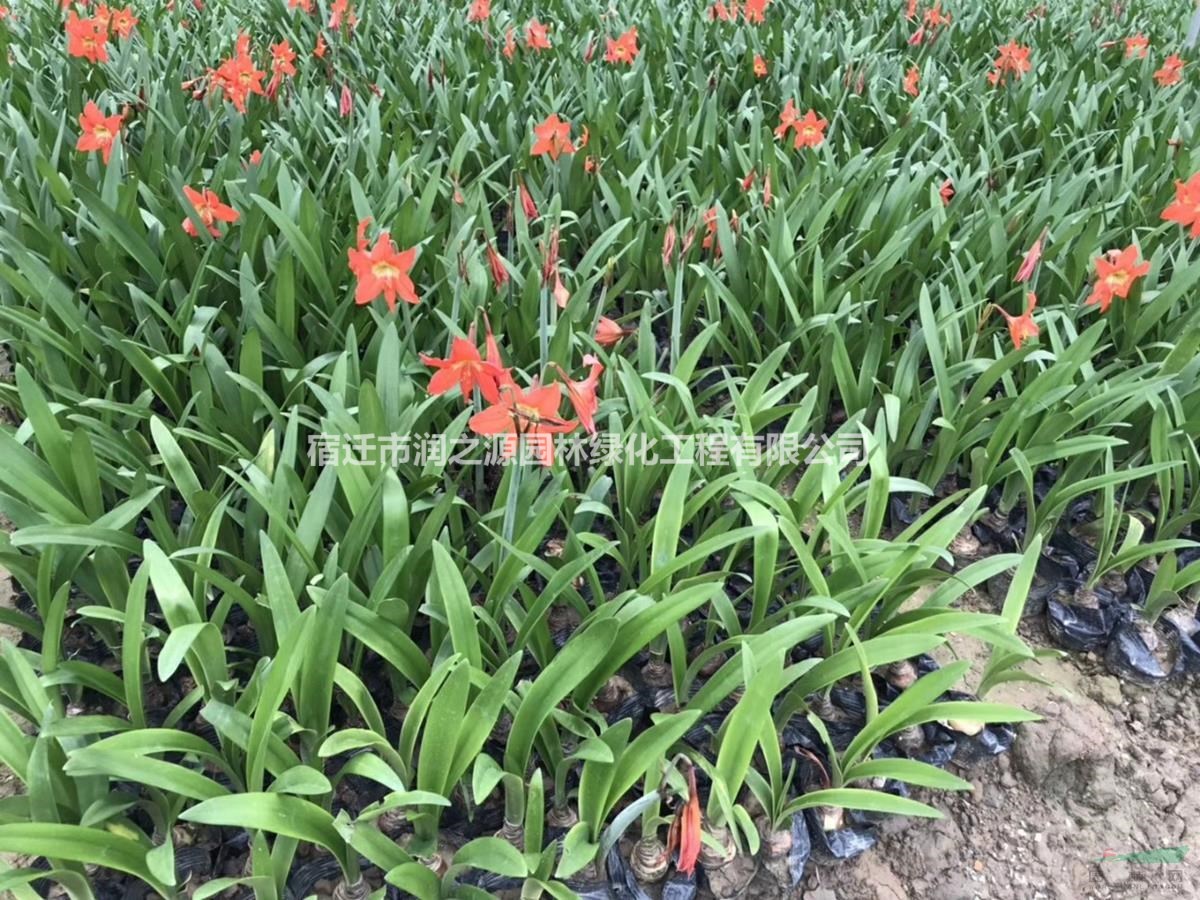 供應朱頂紅-朱頂紅價(jià)格圖片