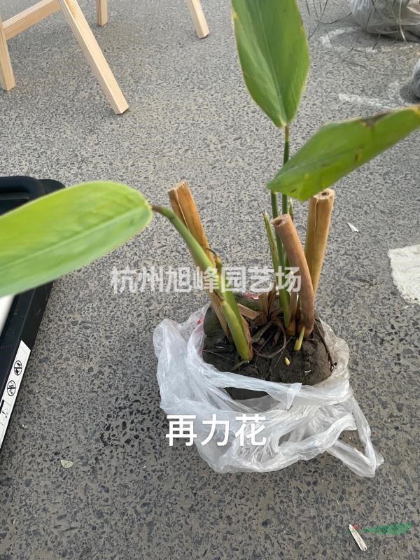 杭州蕭山益農(nóng)供應(yīng)再力花