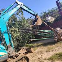 大小規格叢生樸樹 江蘇叢生樸樹裝車現場 叢生樸樹基地