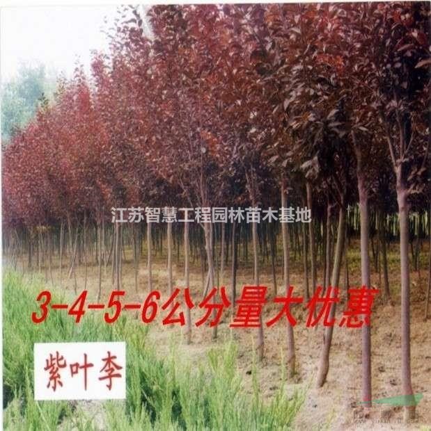 全國發(fā)貨速生紫葉李樹苗占地拆遷苗行道樹果樹苗綠化工程樹苗紅..