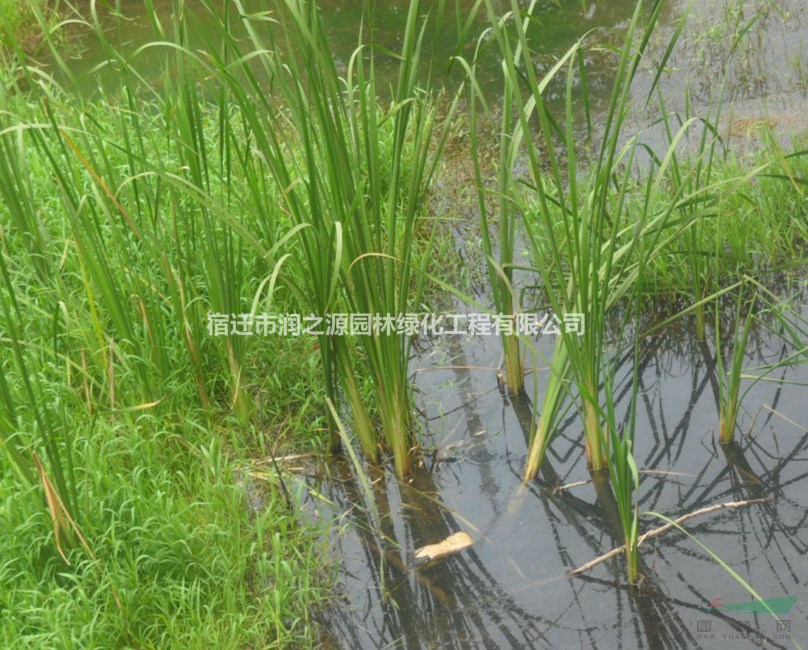 香蒲  香蒲苗  水生香蒲小苗  香蒲種植與管理