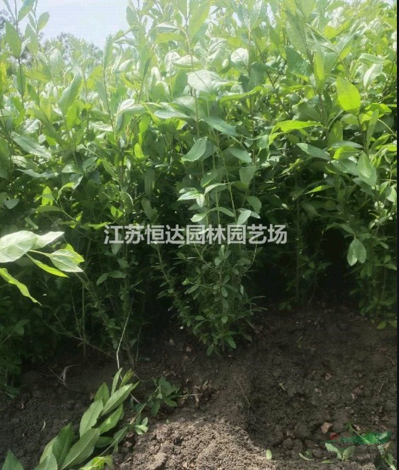 基地水蠟小苗     6-15公分水蠟苗木 