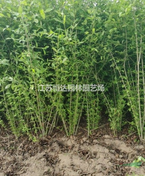 基地水蠟小苗     6-15公分水蠟苗木 