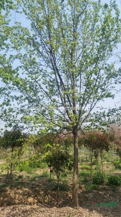三角楓   三角楓綠化苗  三角楓種植技術(shù)