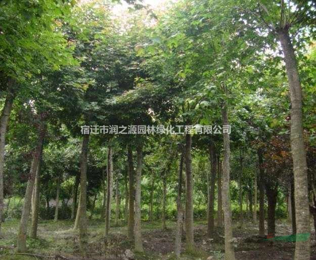 三角楓   三角楓綠化苗  三角楓種植技術(shù)