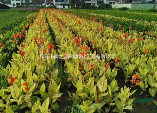 花葉美人蕉花木