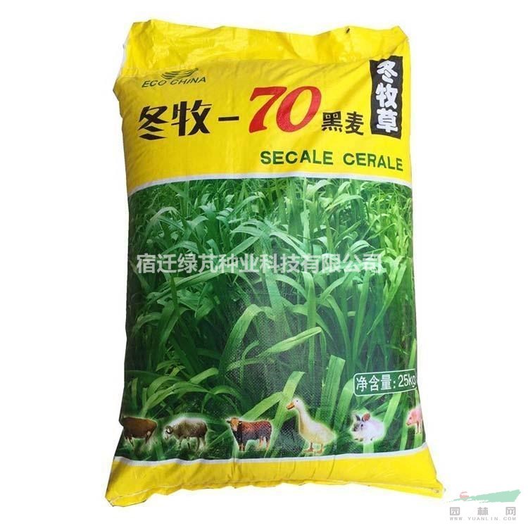 耐寒牧草種子多年生黑麥草種子四季常青雞鴨鵝豬牛羊魚草種籽