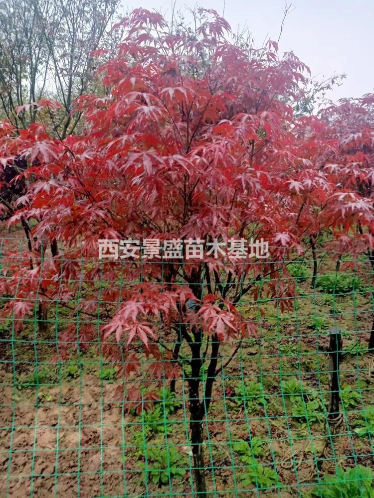陕西日本红枫批发基地-西安景盛苗圃种植日本红枫-周至日本红枫直销