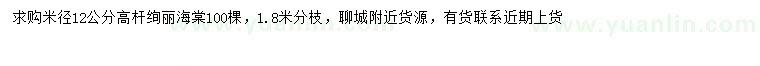 求購米徑12公分高桿絢麗海棠